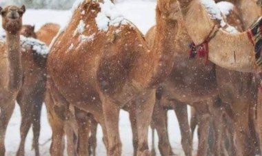 வரலாற்றில் முதல்முறையாக  பாலைவனத்தில் பனிப்பொழிவு...!